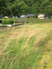 Andropogon virginicus