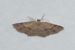 Minoa euthecta