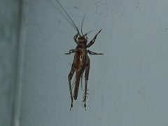 Svistella bifasciata