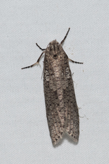 Lepidoscia euryptera