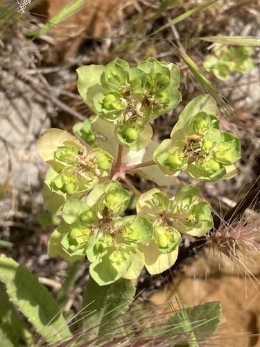 Sun spurge