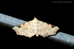 Prolophota trigonifera