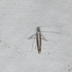 Epicephala acrobaphes