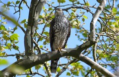 Accipiter gentilis