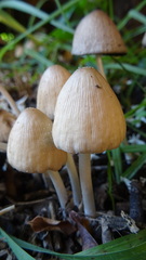 Fungi
