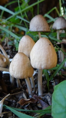 Fungi