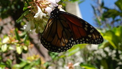 Danaus erippus