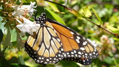 Danaus erippus