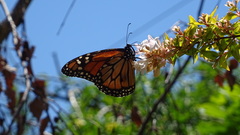Danaus erippus