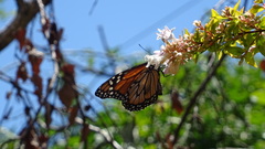 Danaus erippus