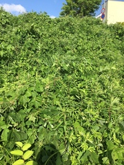 Pueraria montana lobata