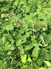 Pueraria montana lobata