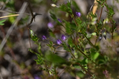 Vicia lentoides