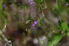 Vicia lentoides