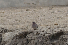 Streptopelia senegalensis