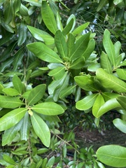 Myrsine cubana