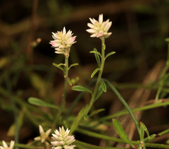 Hermbstaedtia odorata