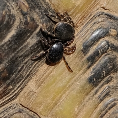 Hyalomma aegyptium