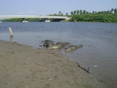 Crocodylus acutus