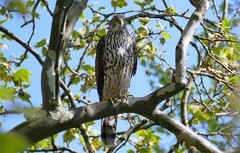 Accipiter gentilis