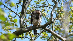 Accipiter gentilis