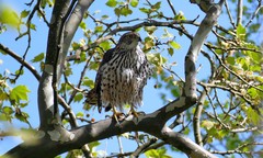 Accipiter gentilis