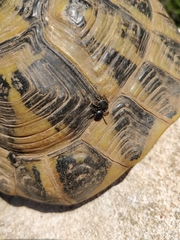 Hyalomma aegyptium