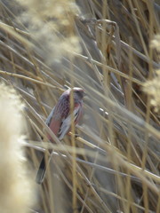 Carpodacus sibiricus