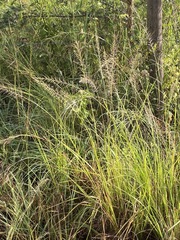 Setaria homonyma