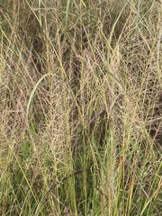 Setaria homonyma