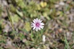 Crepis rubra