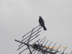Turdus merula