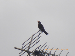 Turdus merula