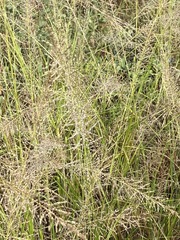 Setaria homonyma