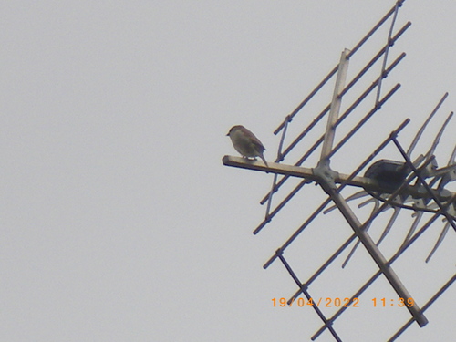 Moineau domestique, femelle