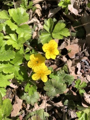 Waldsteinia