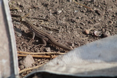 Aspidoscelis exsanguis