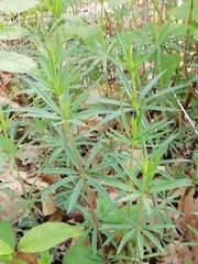 Galium laevigatum