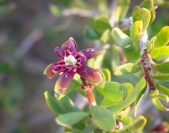 Periploca laevigata angustifolia