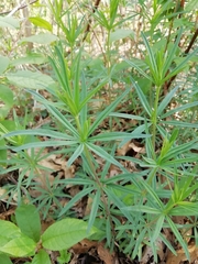 Galium laevigatum