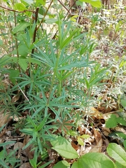 Galium laevigatum