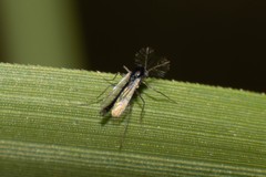 Chironomidae