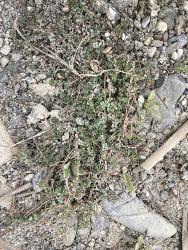 Matted Sandmat