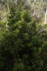 Cyathodes glauca