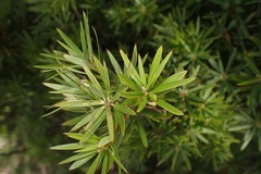 Cyathodes glauca