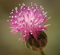 Cheirolophus intybaceus