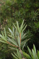 Cyathodes glauca