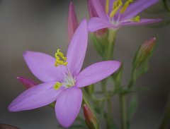 Centaurium quadrifolium barrelieri