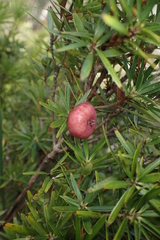 Cyathodes glauca