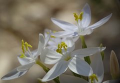 Centaurium quadrifolium barrelieri